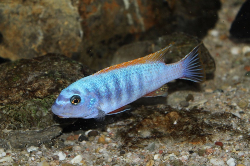 Labeotropheus trewavasae 'Thumbi West Island'